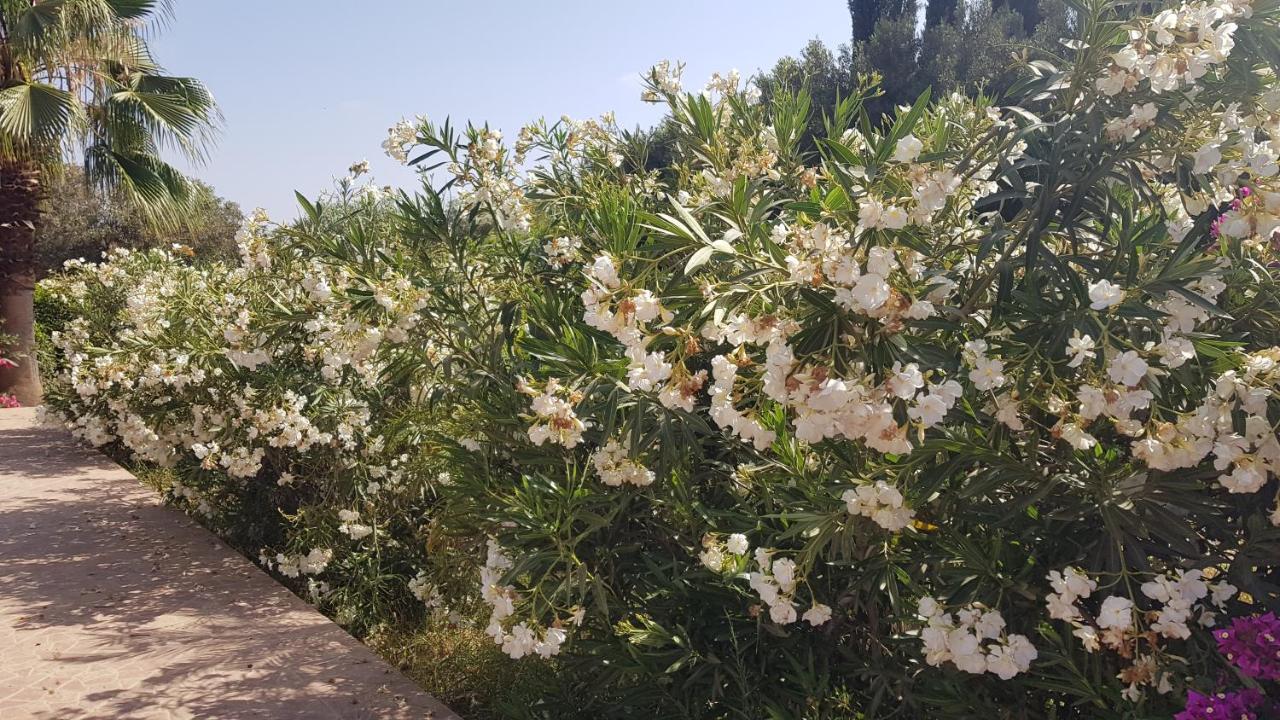 Riad-Villa Agadir-Taroudant Sidi Boumoussa Exteriör bild